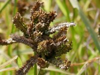 Finger millet that at first look were confused with a sedge