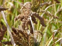 So different from the pearl millet we knew in Africa