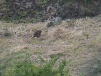 Monkeys gleaning the fields