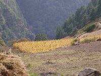 An unharvested amaranthus field
