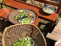 A strange fruit somewhere between a pepper and a cucumber