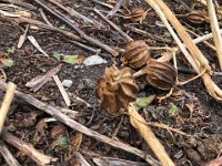 Later part way to Base Camp, something by which to identify a summer forage crop