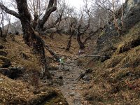 Up through old growth birches