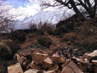 Firewood from windthrows