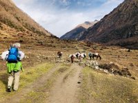 Pack animals coming down we are told that they are heavily ladden with all kinds of cheap goods from China