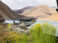 Mustard growing around the neighborhood