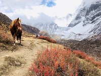 Samagaon to Samdo 8 November 2019