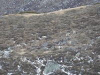 Some blue sheep finally