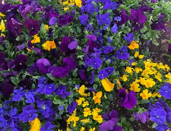 12 April Easter Sunday 2020