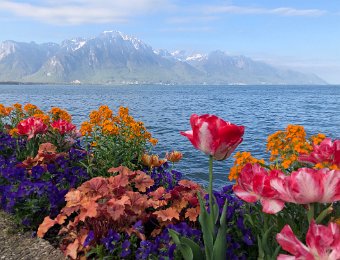 14 April Flowers and Lidl