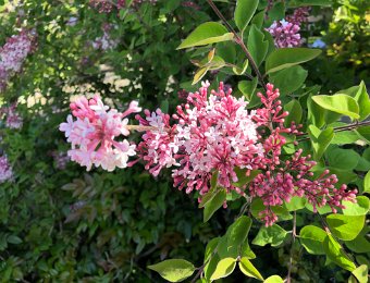 17 April Les Avants, Sonloups, Cubly, French Friday