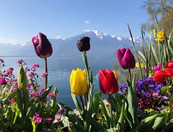 3 April Flowers on the Lake Shore and Above Mtrx