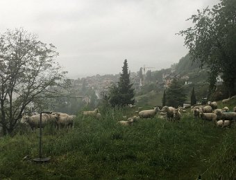 30 April Sheep in Sonzier