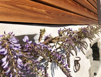 5 April Sheep in Chernex