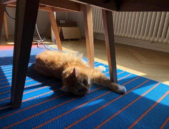 Happenings in Zurich