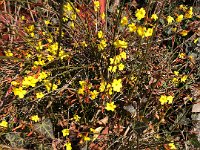 Jasmine transplanted from the balcony several years ago still blooms