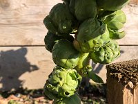 We have Brussels sprouts