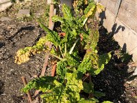 And even some Swiss chard