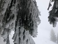 Rime on the spruce boughs