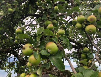 1 July Chamby, Cooking