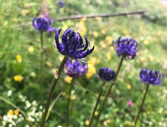 4 July Hike in Vallée des Ormonts