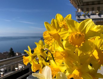 15-16 March Montreux and Daffodils
