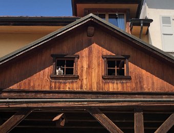 17 May Chernex Saumont Sheep