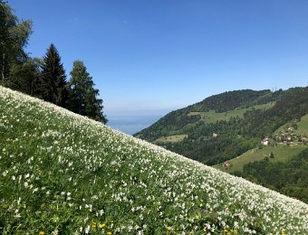 19 May Nermont Narcissus