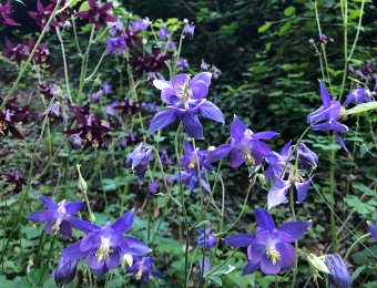 20 May High Road to Hornbach