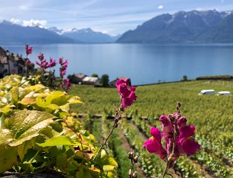 24 May Mt Pelerin and Lavaux