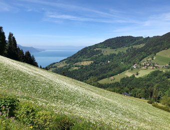 26 May Nermont Narcissus