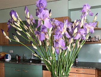 3 May Chaulin and Yogurt