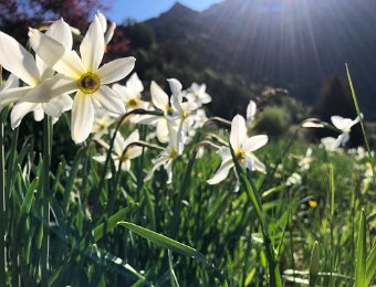 4 May Haut de Caux Narcissus