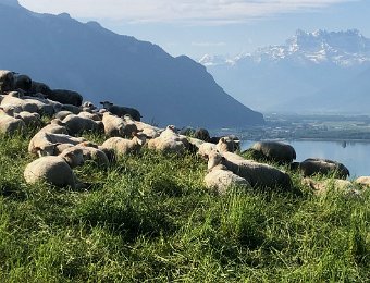 9 May Saumont, Orgevaux Narcissus