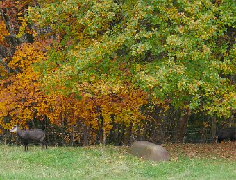 5 November Around Montreux