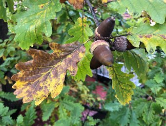 13-17 October Around Montreux