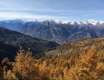 25 October Dent de Nendaz Larch Forest w J and M