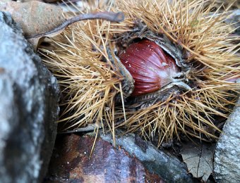 7 October Travel to Graubunden (Verdabbio)