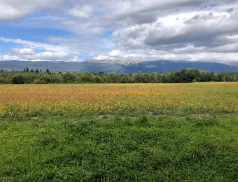 6 September Geneva Canton Hike in Le Mandement, Skies over Leman