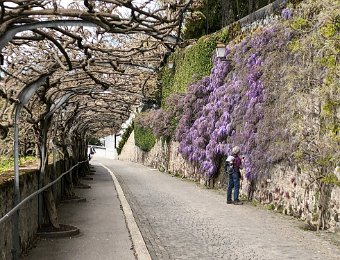 10 April Walk to Vevey Pizza on Balcony with Robin