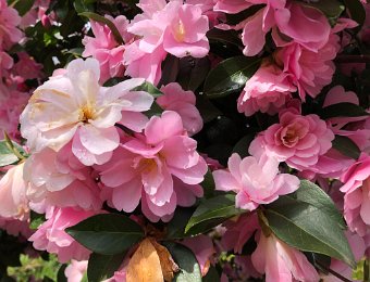 15 April Botanical Gardens and arrival in Cademario