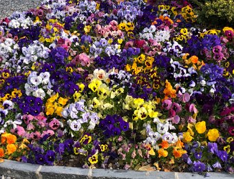 26-27 April Walk to Vevey