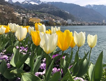 5 April Tulips on Quai and Dinner at Rickermanns