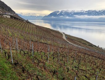 27 December - Lavaux w TK, MV and SP