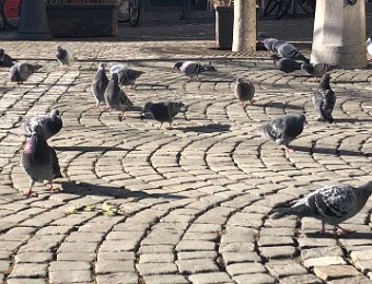 15-17 February Around Montreux