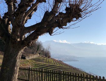 6-7 January Rochers de Naye and Lavaux, Persimmon Cookies