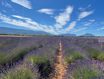 2 July Les Iscles on way to Lavender in the Drome