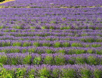 5 July Saignon and Lavender above Apt