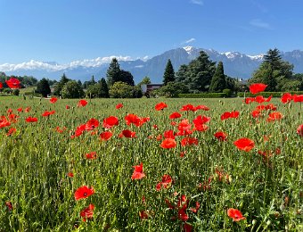 10 June More Poppies, Vevey