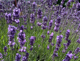 18 June Around Montreux